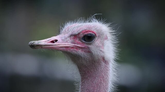 close up of male North African Ostrich