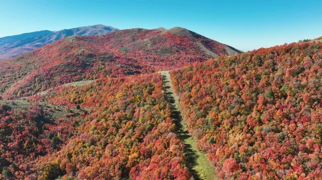Aerial of a mountainside in Utah covered with trees turning their beautiful fall colors