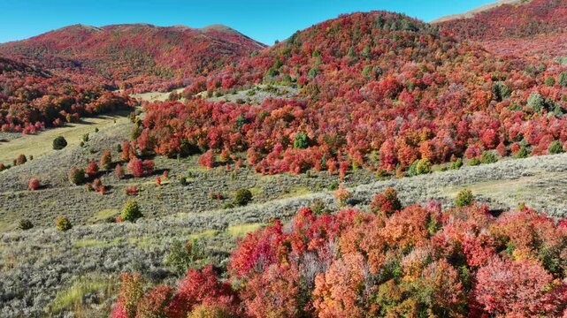 Aerial of a mountainside in Utah covered with trees turning their beautiful fall colors