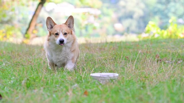 pembroke corgi eats from a plate in nature
