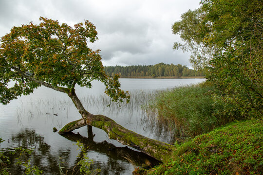 Calm view on the cloudy day at the lake Katvari in September in Latvia