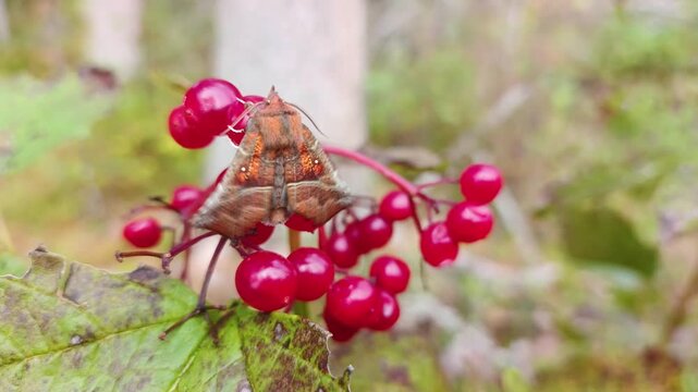A forest moth is sitting on the red berries of a viburnum.