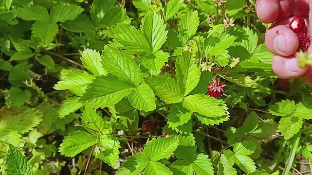 A hand picks strawberries in the forest