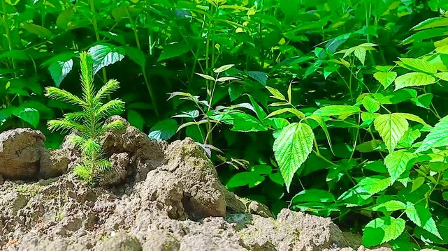 Coniferous tree seedlings planted in place of a felled forest