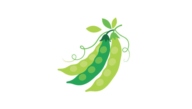 Fresh green pea pods with round peas inside and delicate curling vine tendrils with leaves isolated on a clean white background.