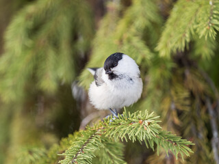 Cute bird the willow tit, song bird sitting on the fir branch © Dmitrii Potashkin