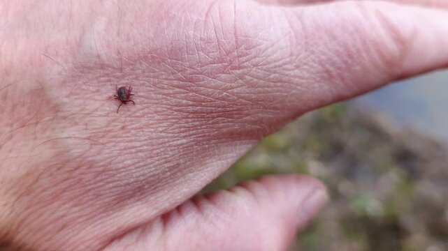 A tick crawls on a person's hand