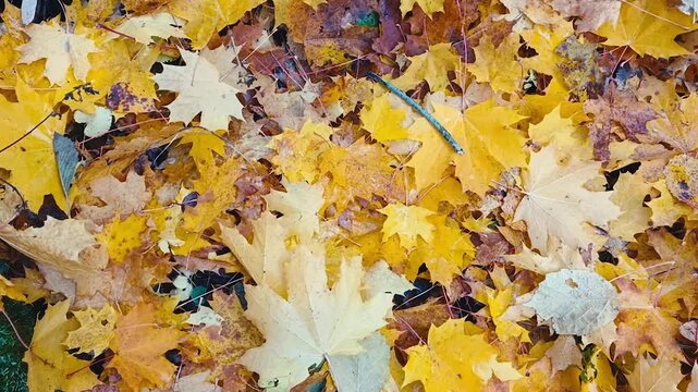 autumn, yellow, fallen maple leaves