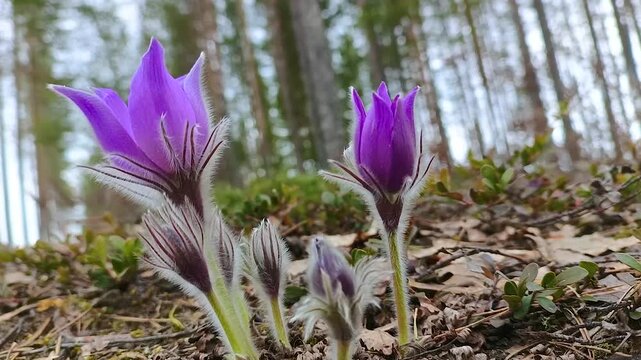 Eastern pasqueflower blooms in its natural habitat