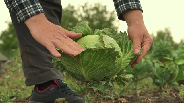Farmer inspecting a mature green cabbage with both hands in an outdoor vegetable field, showing detailed leaves, soil, and rows of crops during hands on harvest assessment