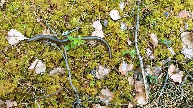 Legless copperhead lizard. Brittle slowworm in the natural environment.

