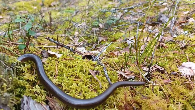 Legless copperhead lizard. Brittle slowworm in the natural environment.

