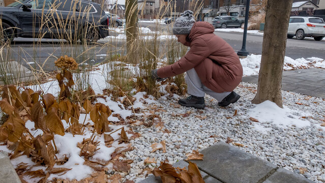 Woman in winter coat crouches to tend to garden plants in snowy urban landscape with residential buildings and parked cars in the background