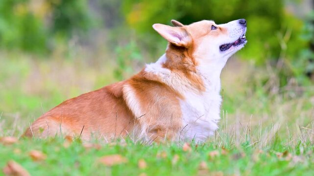 video corgis on the meadow in the park
