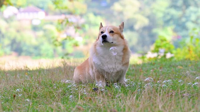 video corgis on the meadow in the park