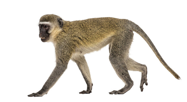 Full body side view of a vervet monkey walking isolated against a clean white background