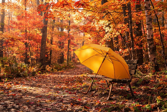 Yellow umbrella lying on park bench surrounded by autumn leaves.