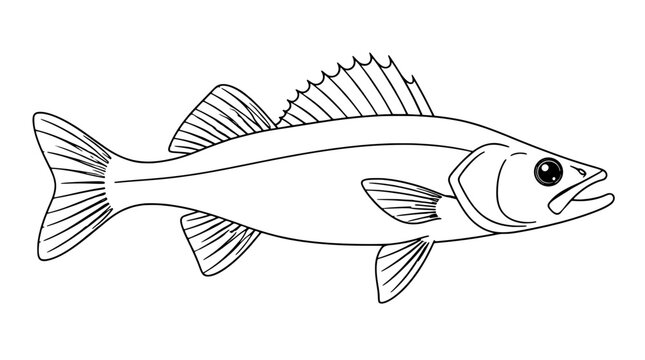 Line art illustration of a walleye fish in side profile with forked tail, spiny dorsal fin, pectoral fins, faint lateral line and large dark eye drawn with thin black lines in horizontal composition