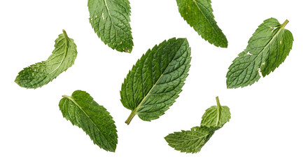 Fresh green mint leaves floating in the air isolated on a clean white background studio shot © Ophelia