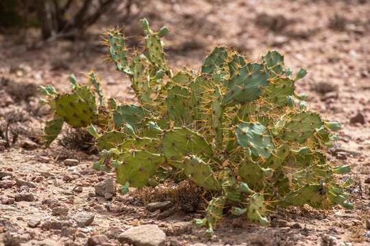 Cactus Growing in the Arid Desert Landscape of Somaliland, Africa
