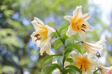 Fototapeta premium Creamy yellow lily flowers blooming close up against blurred green garden background, blooming regal lily blossoms, summer floral background with copy space.