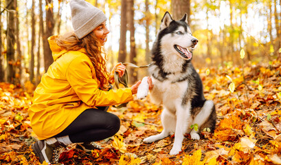 Young woman in yellow raincoat walks with husky through an autumn forest. Woman enjoys moment with pet, surrounded by yellow leaves at sunset. A concept of friendship and walking. © maxbelchenko