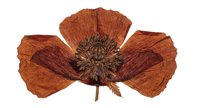 A single dried red poppy flower isolated on a clean white background for botanical design