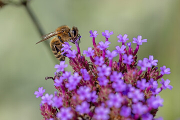 close-up side view of a honey bee gathering nectar on purple verbena bonariensis flowers in a bright summer garden © mschauer