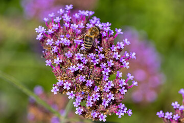 close-up top view of a honey bee gathering nectar on purple verbena bonariensis flowers in a bright summer garden © mschauer