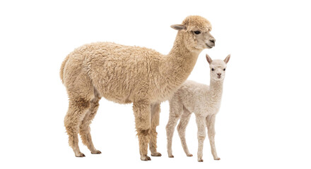 Obraz premium A fluffy adult alpaca and its small cria standing together against a clean white background