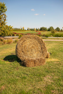 A golden round hay bale sits on a grassy field in warm autumn sunlight, with trees and open countryside in the background. Vertical photo