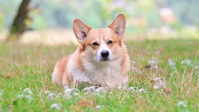 video corgis on the meadow in the park