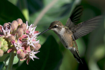 Fototapeta premium Black-chinned Hummingbird hovering in Eagle Island State Park Idaho
