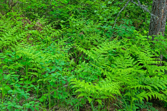 Bracken Fern