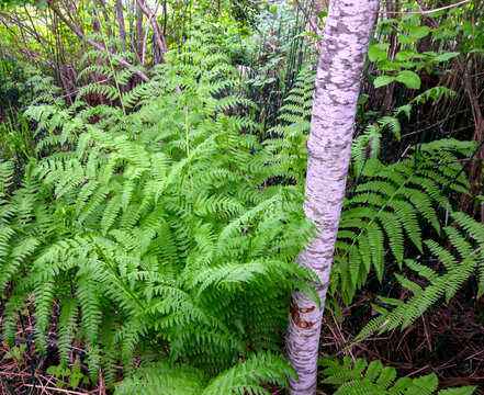 Lady Fern in Payette River corridor Idaho