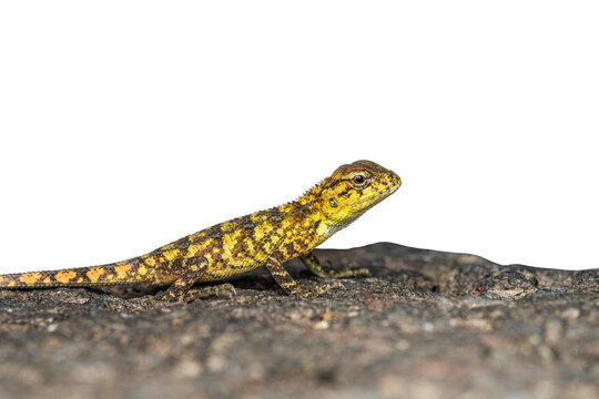 Garden lizard isolated on white background with rock surface.