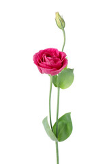 Obraz premium Beautiful pink eustoma flower isolated on white