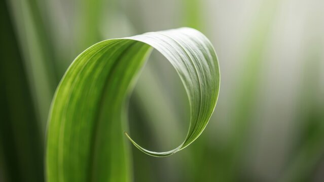 A single curved green leaf with soft natural backlighting. Perfect for themes of ecology, organic freshness, and minimalist nature photography.