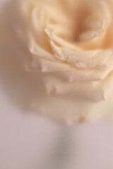 Obraz premium Smoke selected soft focus cream beige white Rose Flower bud Petals through translucent matte frosted glass. Abstract natural blurred grain light fog background.