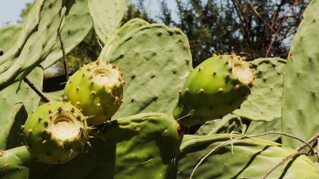 Ripe prickly pear cactus fruits (Opuntia ficus-indica) on nopal pads