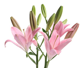 Obraz premium Beautiful pink lily flowers isolated on white