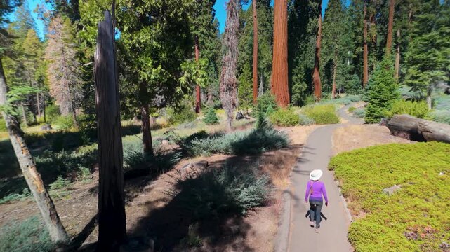 Mature woman walks through the grove of giant sequoia trees and shares moments hugging the trees at Trail of 100 Giants.
