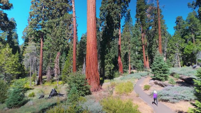 A mature woman takes her time hugging and exploring the giant sequoia trees at the Trail of 100 Giants in California.