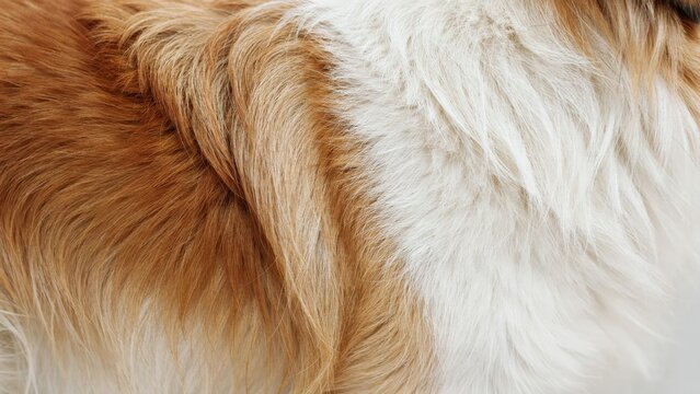 Close-up of soft dog fur with white and brown textures. This natural pattern is ideal for pet care branding or veterinary marketing designs.