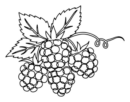 Raspberry cluster with leaves