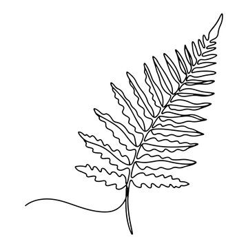 Detailed fern leaf