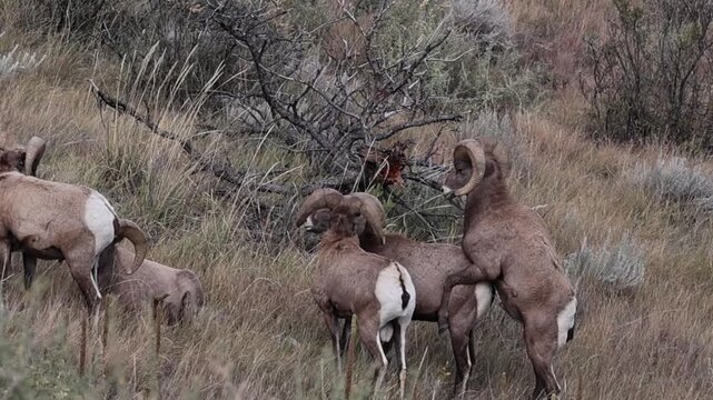 Bighorn sheep rams during the rut season.