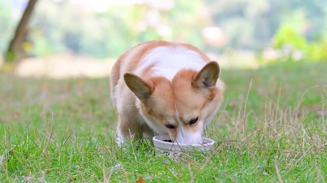 pembroke corgi eats from a plate in nature