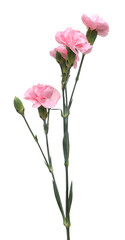 Obraz premium Beautiful pink carnation flowers isolated on white