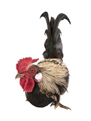 Rooster with a large red comb on a white background. © fotomaster